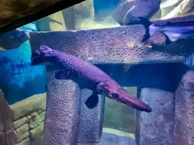 Súčasťou Akvária je i malé terárium