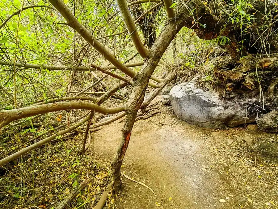 Barranco de Los Cernicalos, plížením, preskakovaním, plazením vpred