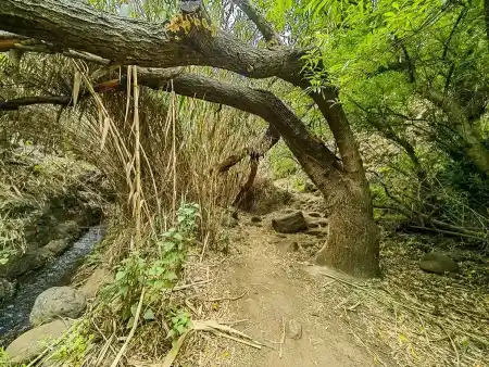 Barranco de Los Cernicalos džungľa trstiny a vŕb