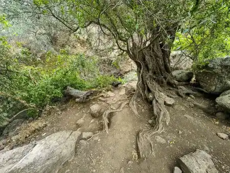 Barranco de Los Cernicalos