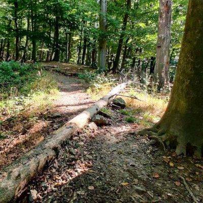 MTB Singletrack GuDa trail
