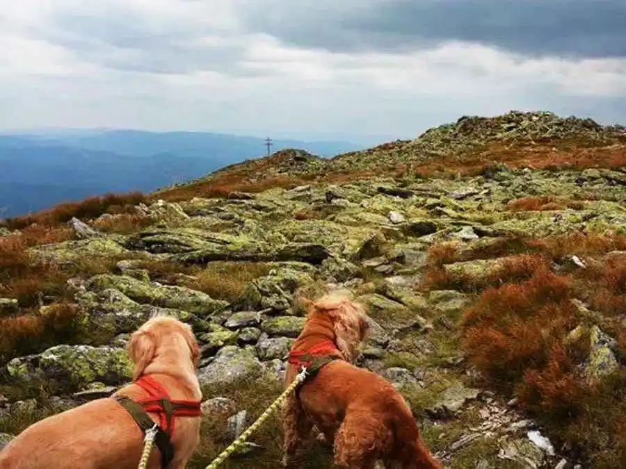 Hrebeňovka Kráľova hoľa Donovaly