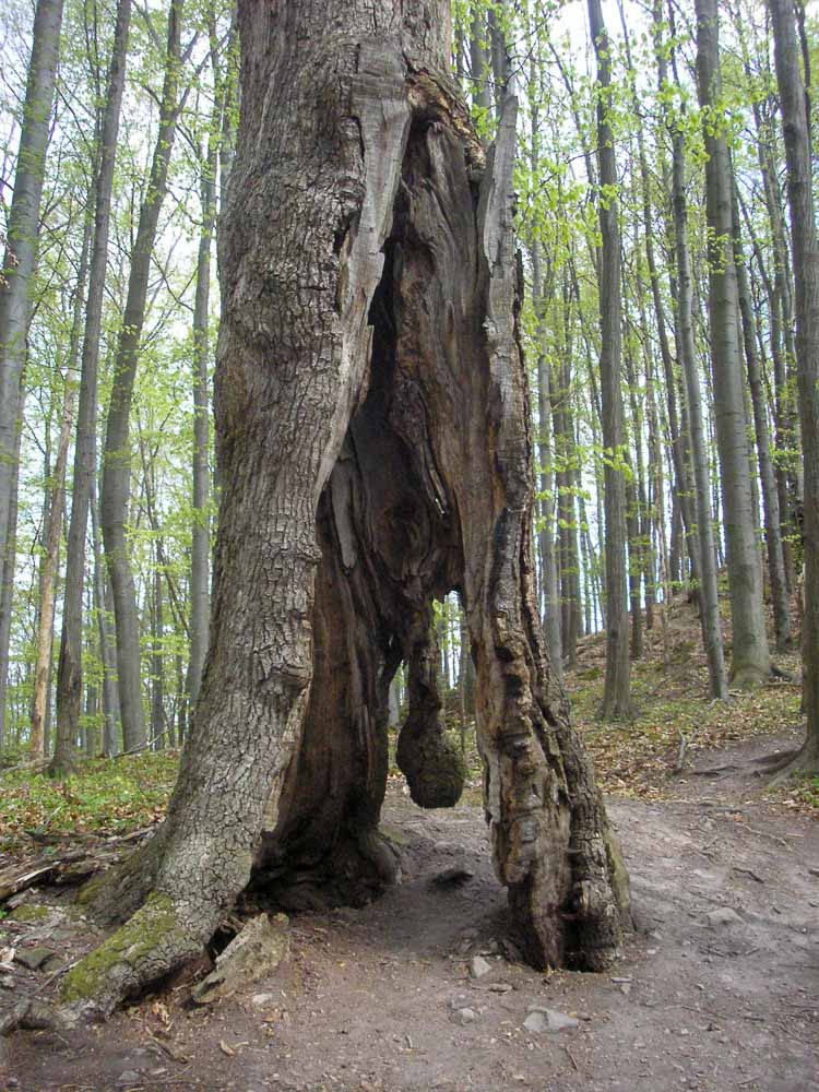 Okolo tohto torza stromu som prechádzal už pred 47 rokmi. Dnes mu už chýba "erotická" ozdoba