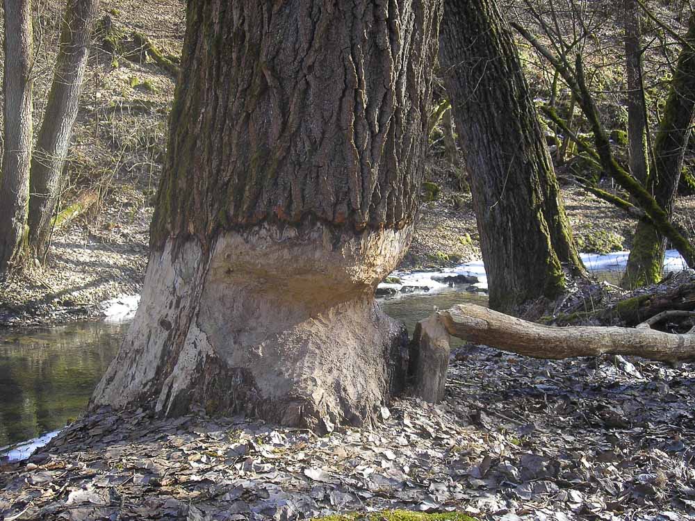 V Prielome Muráňa žijú bobry