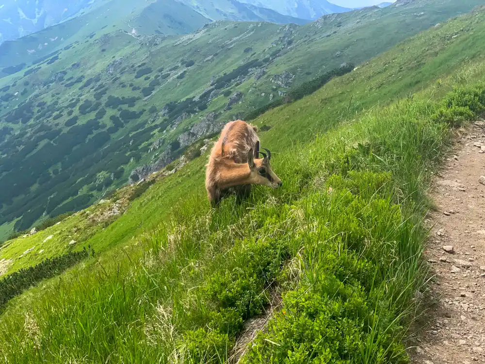Kamzíky na chodníku na Swinicu