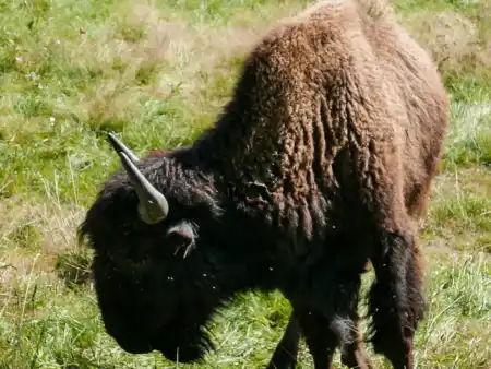 Steak z bizóna Česká Kanada