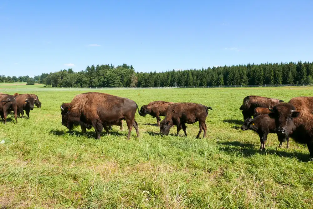 Steak z bizóna Česká Kanada