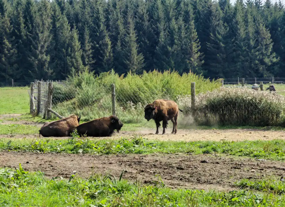 Steak z bizóna Česká Kanada