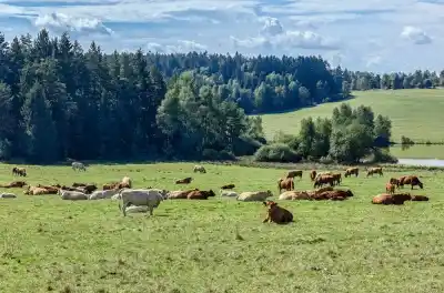 Česká Kanada