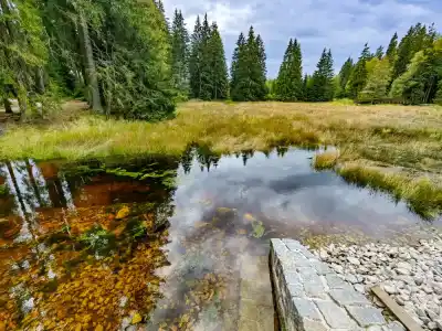Kladské rašelinište