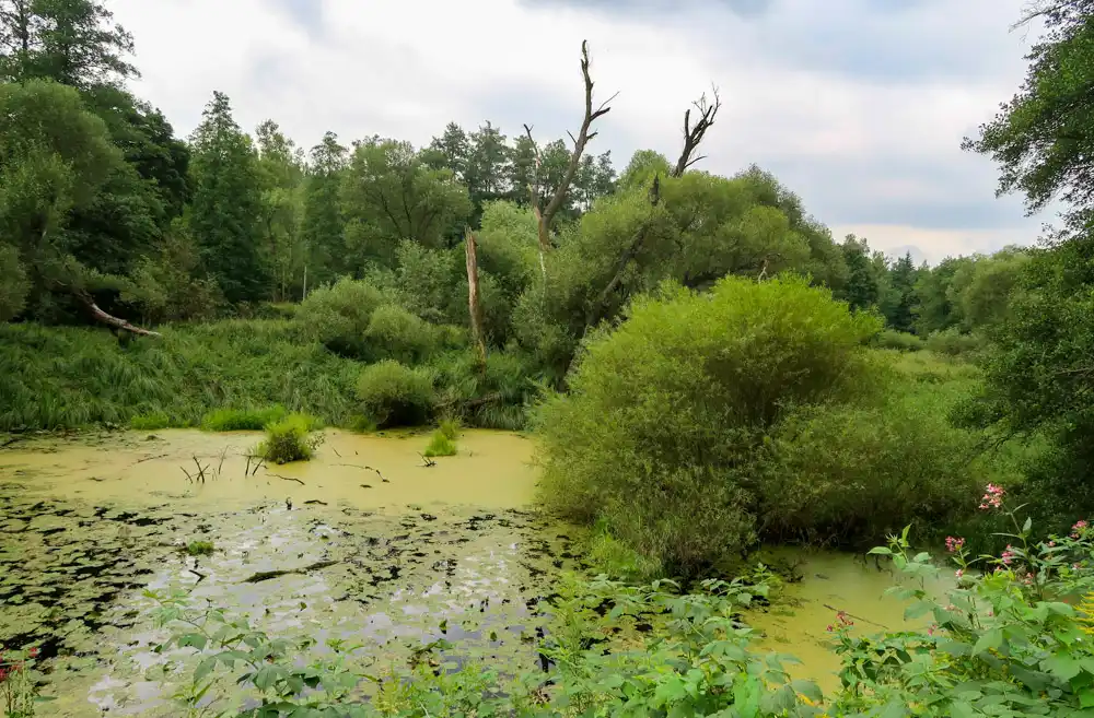 Cyklotrasa Kynšperk Sokolov