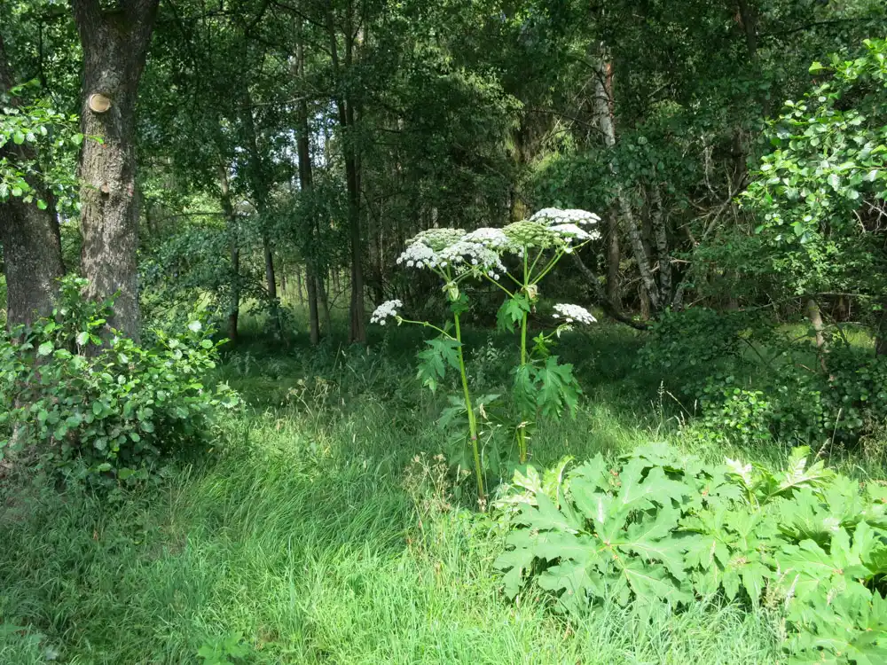 Slavkovský les bolševnik obrovský