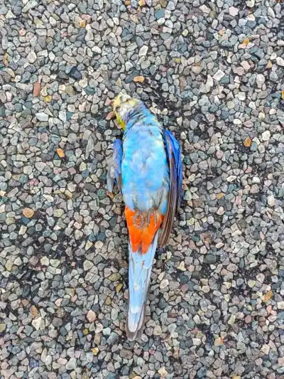 Bicyklom naprieč Austráliou na Clermont Peter Božík