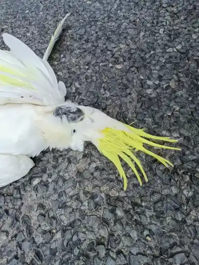 Na Chinchillu cez Miles