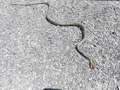 Na Chinchillu cez Miles