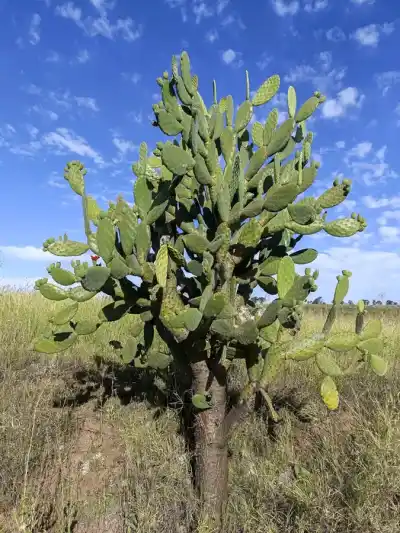 Naprieč Austráliou: na Canada Vale