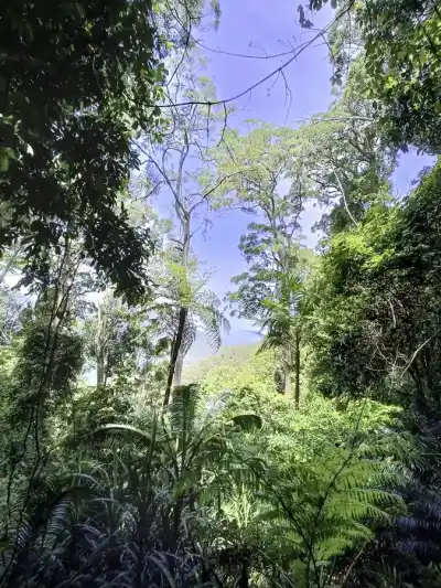 Dažďový prales Ebor