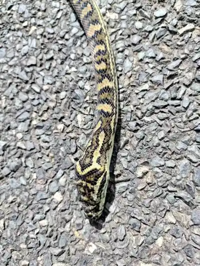 Austrálska zvieracia zostava