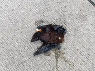 Austrálska zvieracia zostava