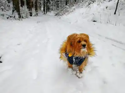 Výstup na Budzogáň