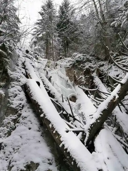 Popadané stromy v Kláštorskej rokline