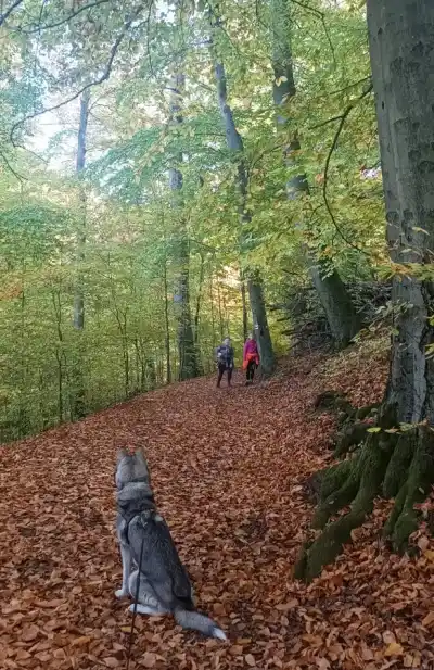 turistický výstup na hrad Śomoška