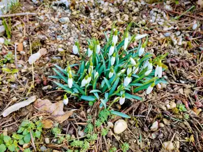 Prvé snežienky vo februári