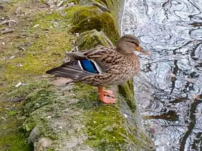 Kaštieľ Topoľčianky záhradný park