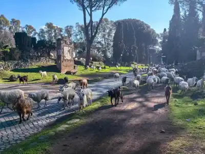 ovce na via appia