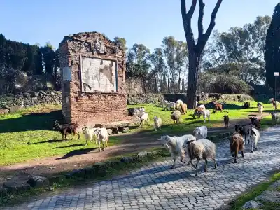 ovce na via appia