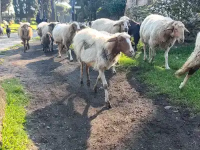 ovce na via appia