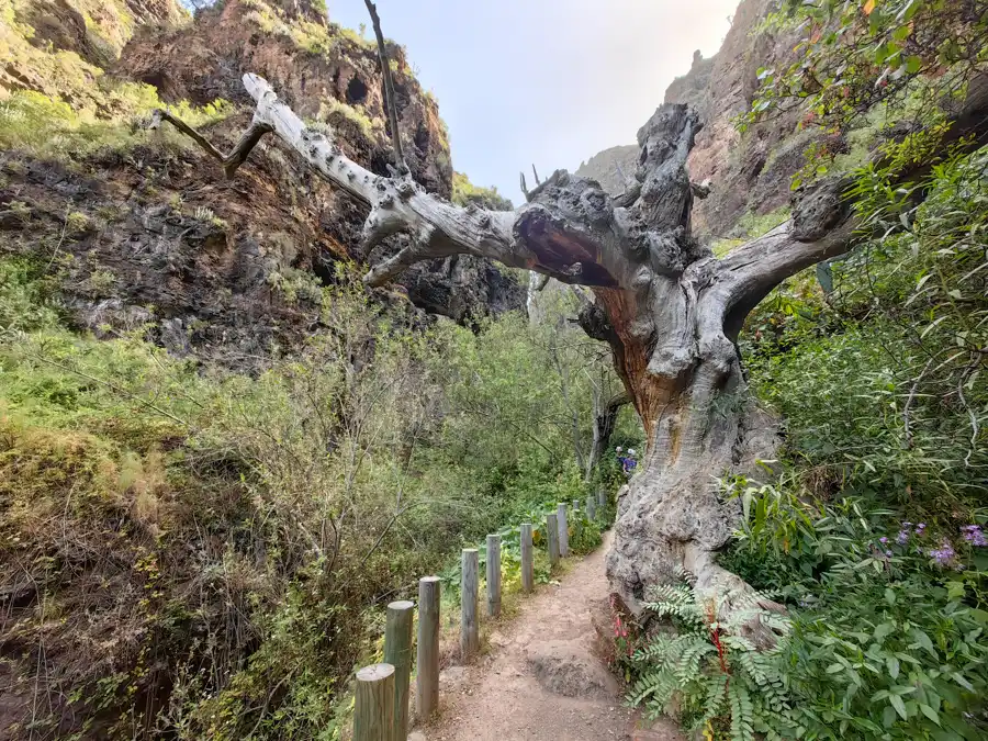 Mohykány rokliny Barranco del Infierno