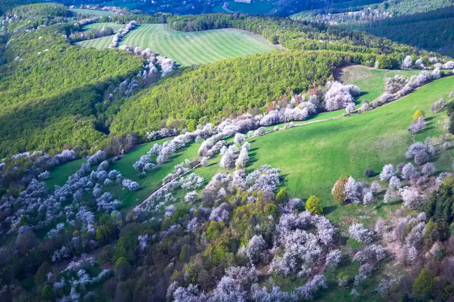 Brdárka čerešňové sady