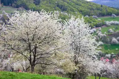 za rozkvitnutými čerešňovými sadmi na Gemer