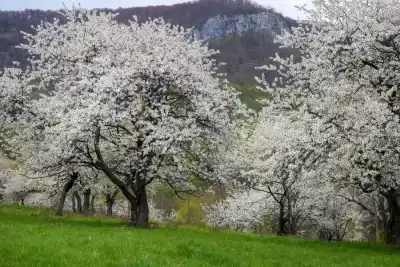 Brdárka čerešňové sady