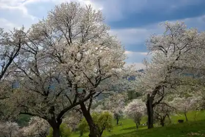 Za rozkvitnutými čerešňovými sadmi na Gemer