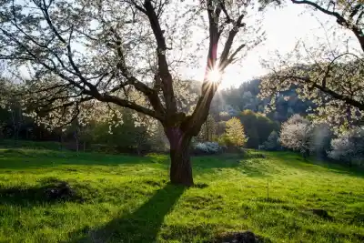 Brdárka čerešňové sady