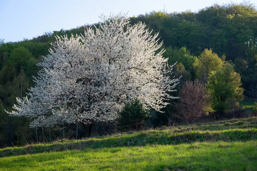 Najkrajšia je Brdárka na jar