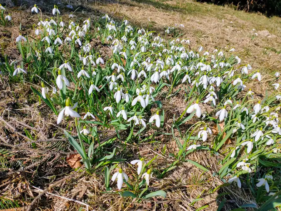 obrovské kolesá snežienok