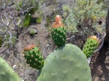 Inagua kaktus