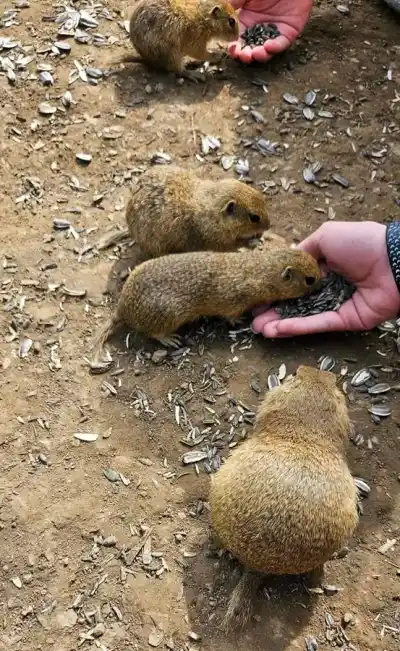 Sysľovisko na Veľkej lúke