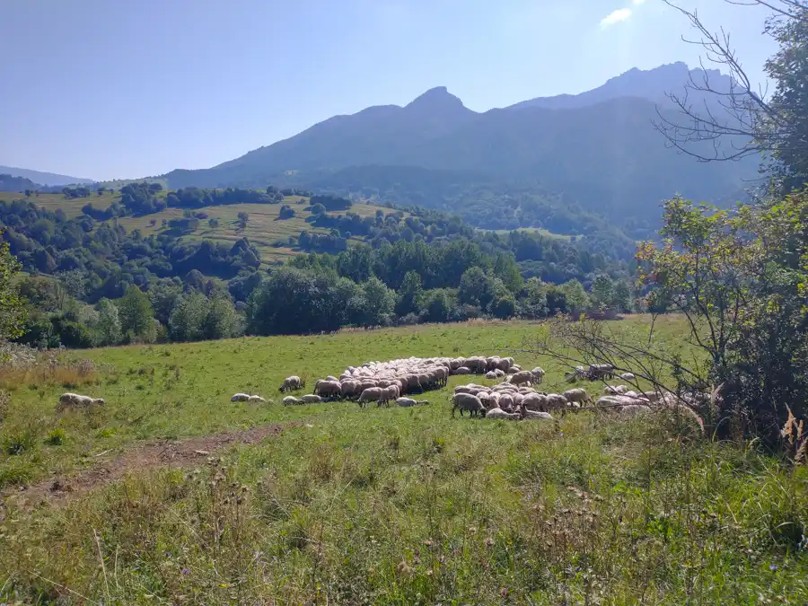 Bačovanie v Malej Fatre prežilo dodnes