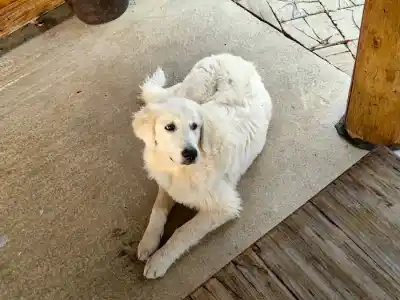 Salaš Pastierska Bobrovec