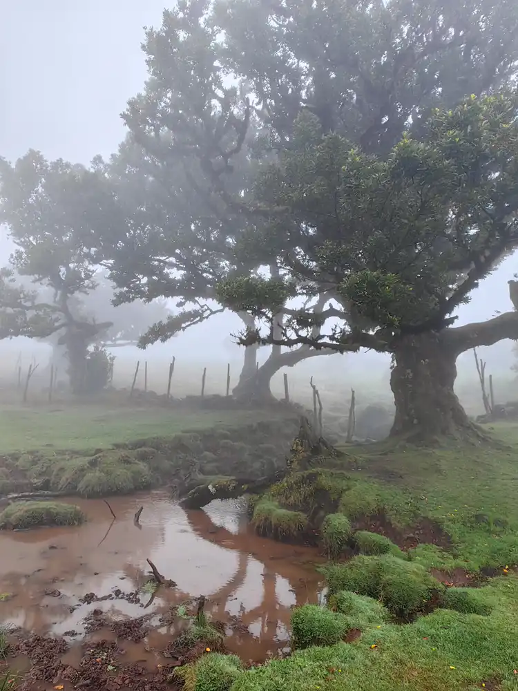 Fanal Madeira
