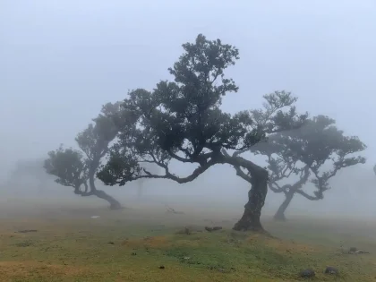 Fanal Madeira