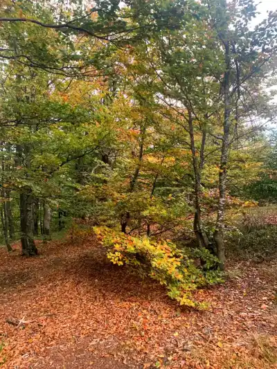 Vtáčnik
