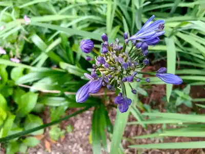 Caldeirão Verde Caldeirão do Inferno