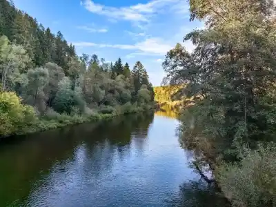 Singláč popri Váhu