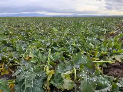 Estetika burgyňového poľa