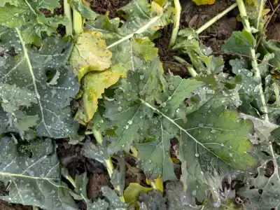 Estetika burgyňového poľa